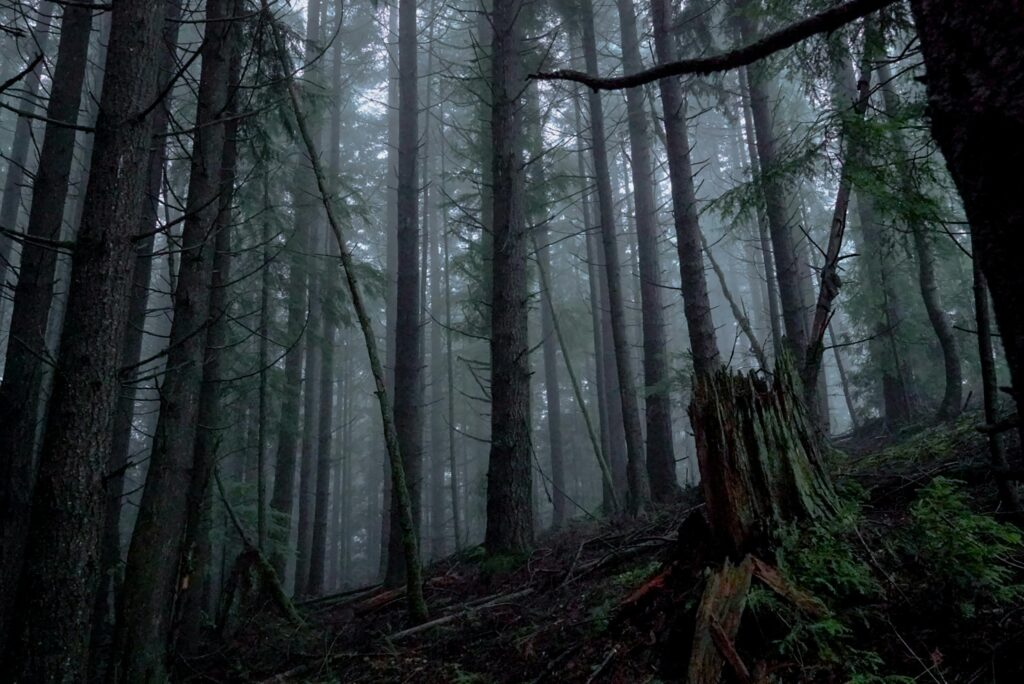 Black Forest
